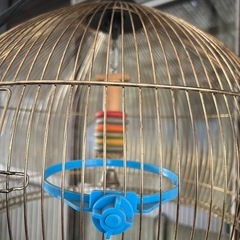 鳥の巣。の画像