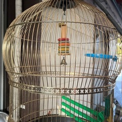 鳥の巣。の画像