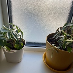 観葉植物の画像