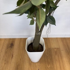 造木 大型サイズ 木 約170cmの画像