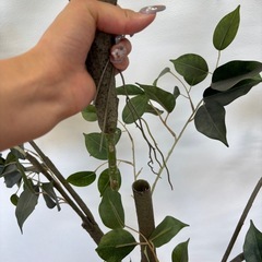 造木 大型サイズ 木 約170cmの画像