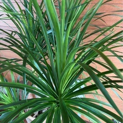 ドラセナ カンボジアーナの画像