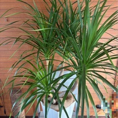 ドラセナ カンボジアーナの画像