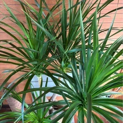 ドラセナ カンボジアーナの画像