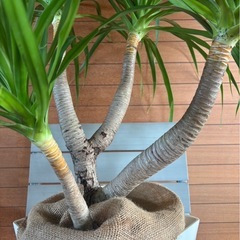 ドラセナ カンボジアーナの画像