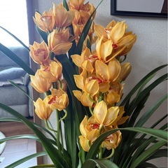 観葉植物:シンビジウムの画像