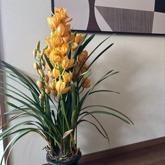 観葉植物:シンビジウムの画像