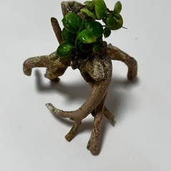 水槽オブジェの画像