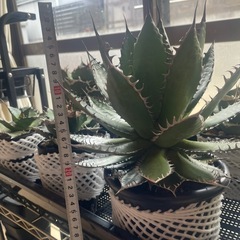 USホリダの画像