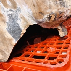 伏見人形7体セットの画像