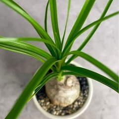 本日21時 多肉、コーデックス、塊根、観葉植物出品します🌿‬の画像