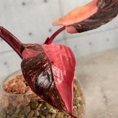 本日21時 多肉、コーデックス、塊根、観葉植物出品します🌿‬の画像