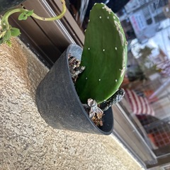 うちわサボテンの画像