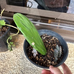 うちわサボテンの画像