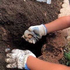 カブトムシ幼虫となります。越冬観察は如何でしょうか。の画像