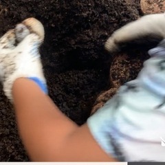 カブトムシ幼虫となります。越冬観察は如何でしょうか。の画像