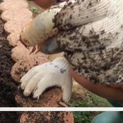 カブトムシ幼虫となります。越冬観察は如何でしょうか。の画像