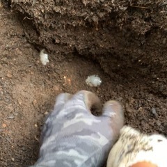 カブトムシ幼虫となります。越冬観察は如何でしょうか。の画像