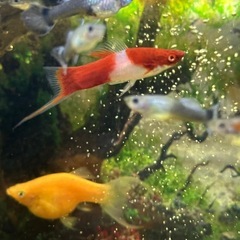 無料でお譲りします】水槽セット＆熱帯魚の画像