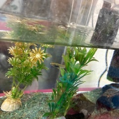 メダカ　水槽付きの画像