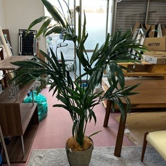 フェイク観葉植物ヤシの画像
