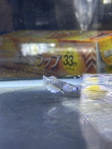 ヴァカラ有精卵(決まり