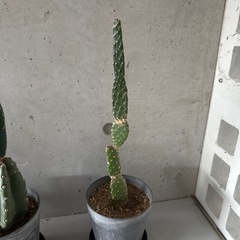 サボテン　3鉢の画像