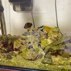 海水魚　たくさんの画像