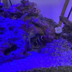 海水魚　たくさんの画像