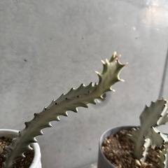 サボテン　3種　②の画像