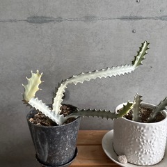 サボテン　3種　②の画像