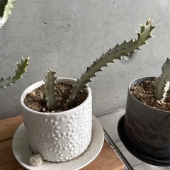 サボテン　3種　②の画像