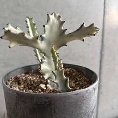 サボテン　3種　②の画像