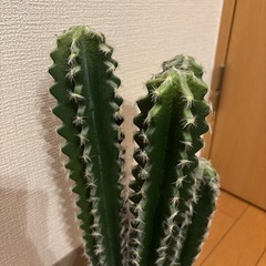 サボテン フェイクグリーン
の画像