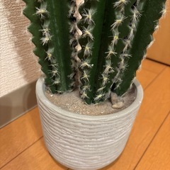 サボテン フェイクグリーン
の画像