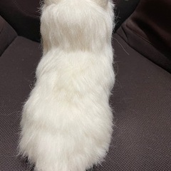 フェルトワンちゃんの画像