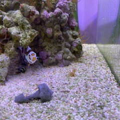 海水魚　たくさんの画像