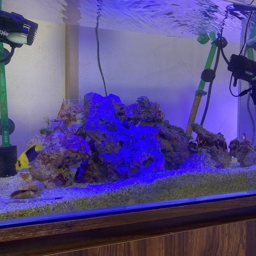 海水魚　たくさん