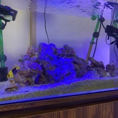 海水魚　たくさんの画像