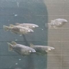 ★近松めだか（ブラックジュエリーアースアイメダカ）の画像