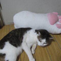 猫の手。の画像