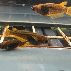 メダカ シングルモルト🐉 1ペア＋メスの画像