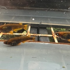 メダカ シングルモルト🐉 1ペア＋メスの画像