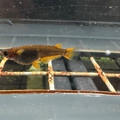 メダカ シングルモルト🐉 1ペア＋メスの画像