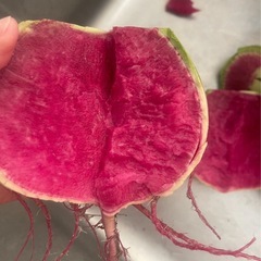 白菜、大根、ピンク丸い大根、小松菜、野菜の画像