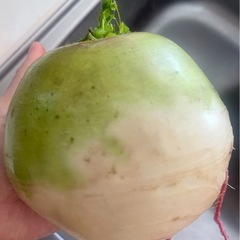 白菜、大根、ピンク丸い大根、小松菜、野菜の画像