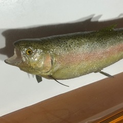 ニジマスの剥製手作りの画像