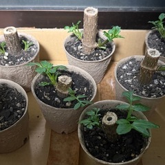 皇帝ダリアの画像