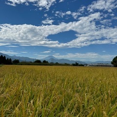 現役農大生の作った小田原育ちのはるみ米の画像
