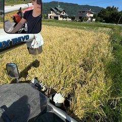 現役農大生の作った小田原育ちのはるみ米の画像